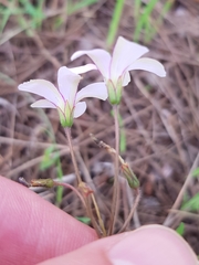 Oxalis livida