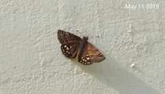 Erynnis montanus