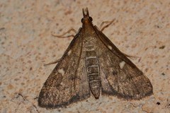 Dolicharthria punctalis