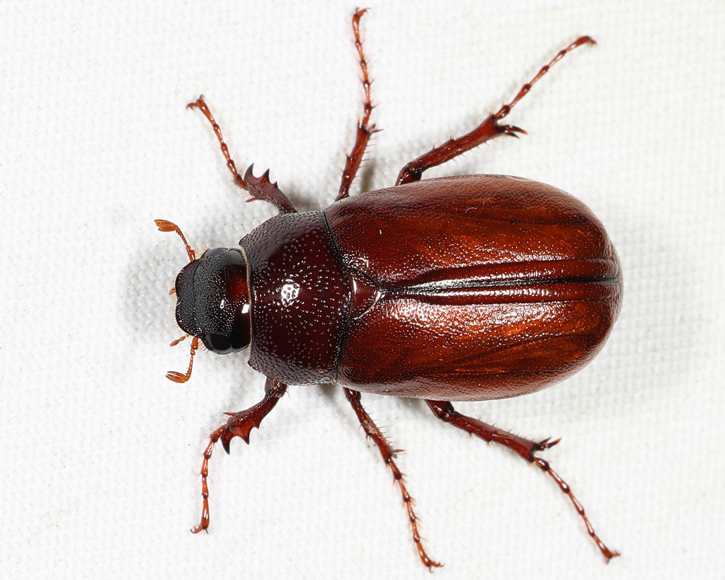 Phyllophaga forsteri