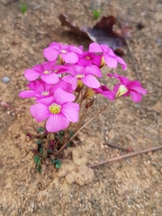 Oxalis commutata