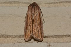 Mythimna riparia