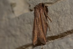 Mythimna riparia