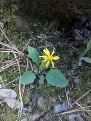 Hieracium maculatum