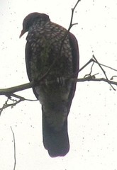 Patagioenas speciosa