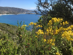 Hypericum perfoliatum