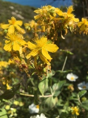 Hypericum perfoliatum