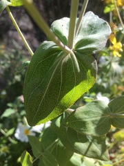 Hypericum perfoliatum