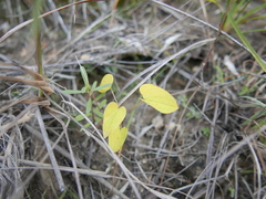 Dioscorea heteropoda