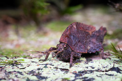 Hyperyboella orphania