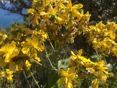Hypericum perfoliatum