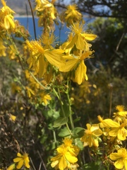 Hypericum perfoliatum