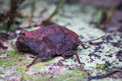 Hyperyboella orphania
