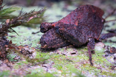 Hyperyboella orphania