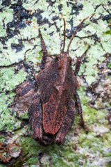 Hyperyboella orphania