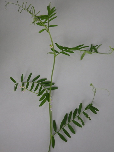 Image of Vicia disperma by (c) Pere Barnola, some rights reserved (CC BY-SA)