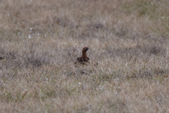 Lagopus lagopus scotica