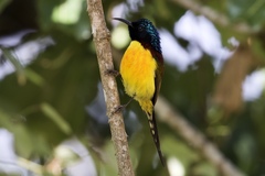 Aethopyga nipalensis