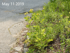 Chelidonium asiaticum