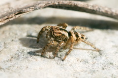 Langona tartarica