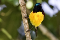 Aethopyga nipalensis