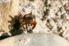 Phlegra fasciata