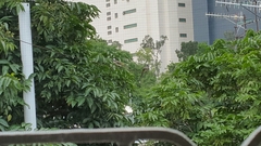 Pycnonotus sinensis sinensis