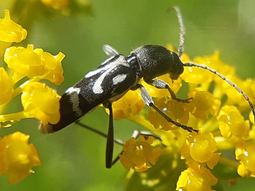 Chlorophorus figuratus