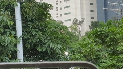 Pycnonotus sinensis sinensis