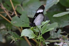 Hypolimnas anthedon wahlbergi