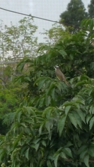 Pycnonotus sinensis sinensis