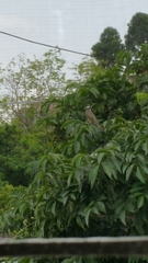 Pycnonotus sinensis sinensis