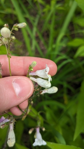 Image of Penstemon deamii by (c) Peyton Phelps, some rights reserved (CC BY)
