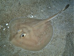 Sparsely-Spotted Stingaree photo 2