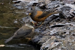 Turdus rubrocanus