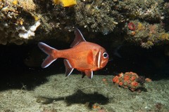 Trachichthys australis