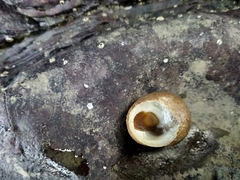Euchelus asper
