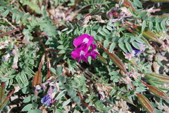 Oxytropis exserta