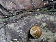 Euchelus asper