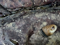 Euchelus asper
