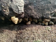 Euchelus asper
