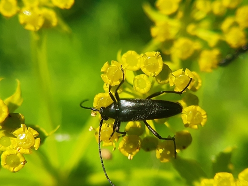 small black longhorn beetle