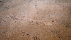 Platycephalus caeruleopunctatus