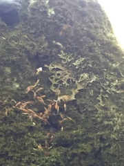 Lobaria pulmonaria