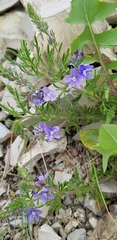Veronica multifida