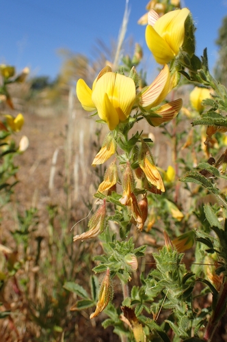 Image of Ononis natrix by (c) Jorge Íñiguez, some rights reserved (CC BY)