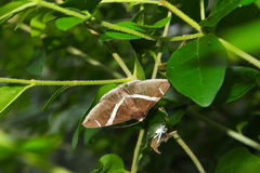 Bastilla arctotaenia