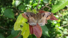 Odontoptilum angulata