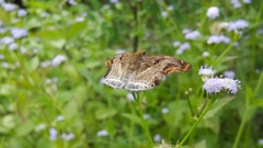 Odontoptilum angulata