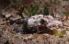 Thysanophrys cirronasus